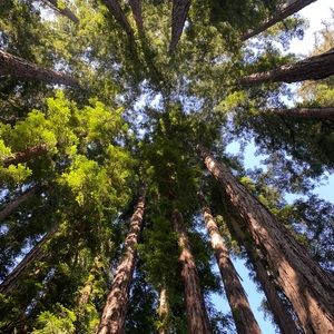 Meet your Posher, Alana